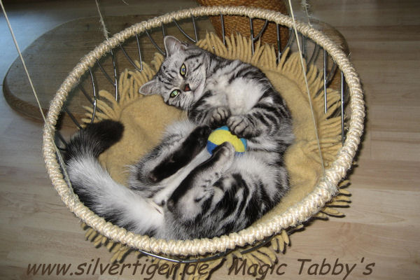 Breeding cat female Magic Tabbys Silver Xenia